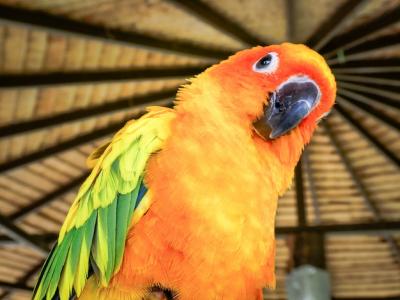 Vibrant Yellow and Orange Sun Conure Parrot – Free Stock Photo Download