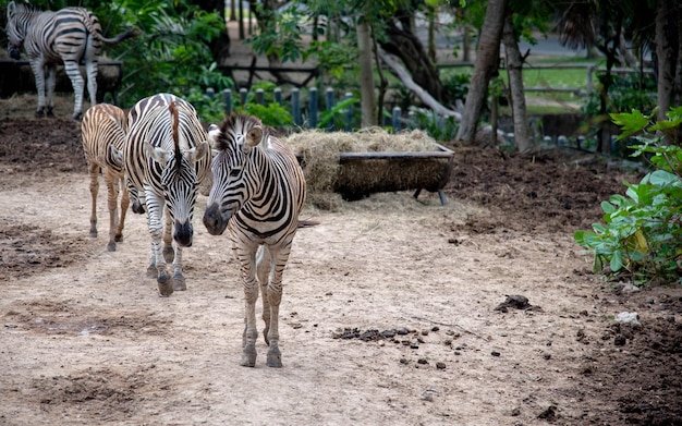 Zebras in a Field – Free Download, Download Free Stock Photo