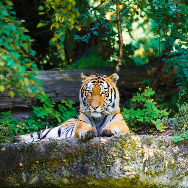 Tiger – Stunning Free Stock Photos for Download