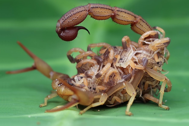 Hottentotta Scorpion with Babies on Body – Front View on Green Leaves | Free to Download