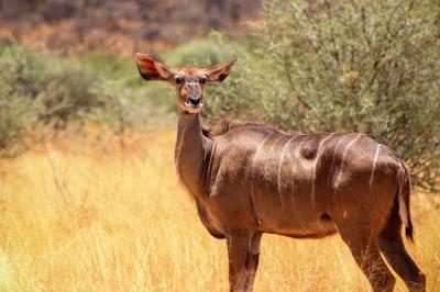 Wild African Animals: Greater Kudu in Natural Habitat – Free Stock Photo Download