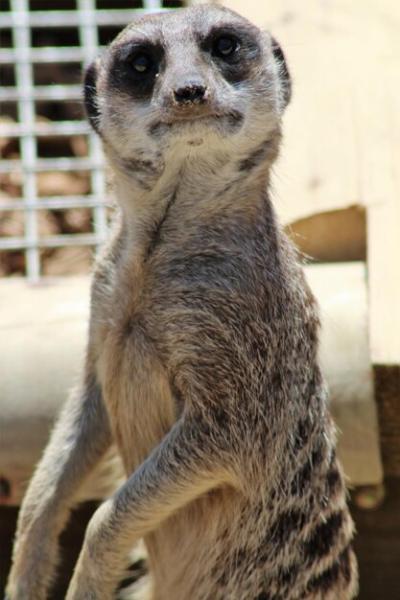 Close-Up of a Meerkat at the Zoo – Free to Download