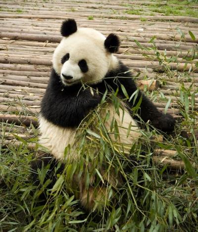 Panda Sitting on Field – Free Stock Photo for Download