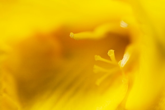 Bright Yellow Flower Full Frame – Free Download