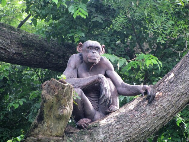 Chimpanzee Sitting on Tree Trunk in Zoo – Free Stock Photo for Download