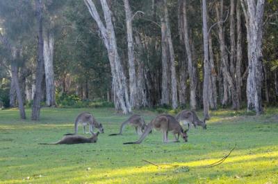 Kangaroos in a Grassy Field Surrounded by Forest – Free Stock Photo, Download for Free