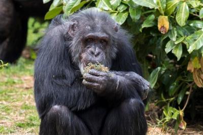 Monkey Sitting on a Rock – Free Stock Photo Download