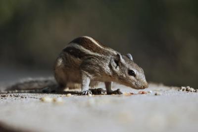 Indian Palm Squirrel Closeup – Free Stock Photo for Download