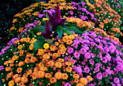 Colorful Mums in the Garden: Celosia Plumosa and Chrysanthemum Morifolium – Free Download