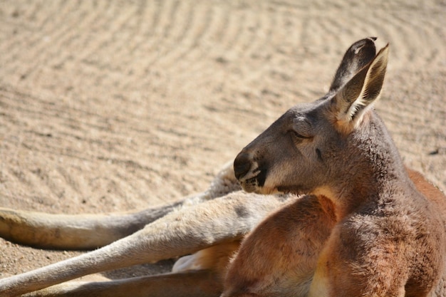 Kangaroo Resting on the Sand – Free Stock Photo for Download