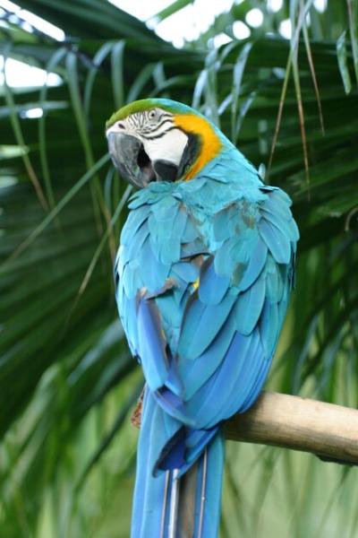 Close-up of Blue Parrot Perching on Tree – Free Download