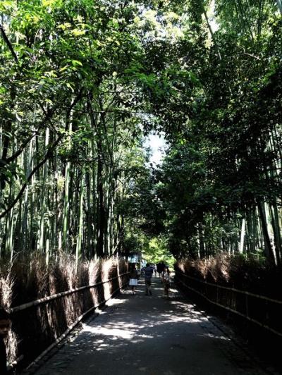 People Walking Through a Bamboo Grove in the Forest – Free Download