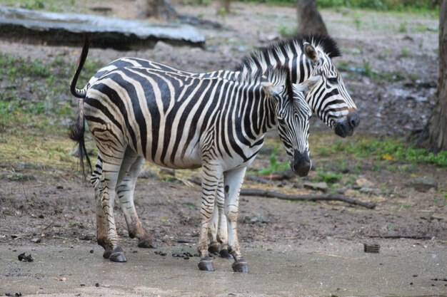 Zebras Walking on Land: Free Download of Stunning Stock Photos