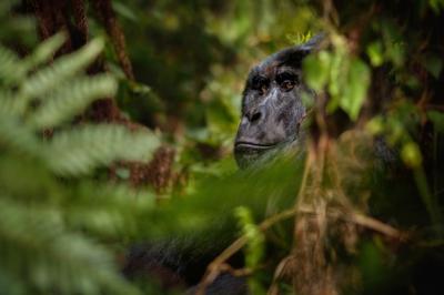 Mountain Gorillas – Gorilla beringei beringei – Free Stock Photo, Download for Free