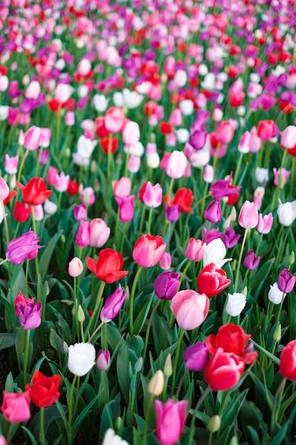 Tulip Field in Japan: Free Download for Stunning Stock Photos