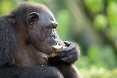 Chimpanzee Eating Fruit in Conkouati Douli Reserve – Free Stock Photo for Download