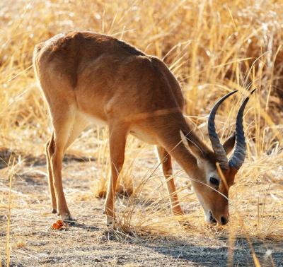 Deer in a Field – Free Download, Free Stock Photo