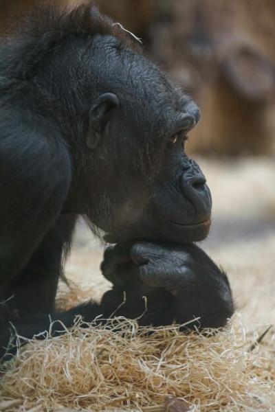 Western Gorilla: Download Free Stock Photos