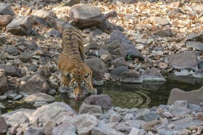 Tiger in Its Natural Habitat – Free Stock Photo for Download