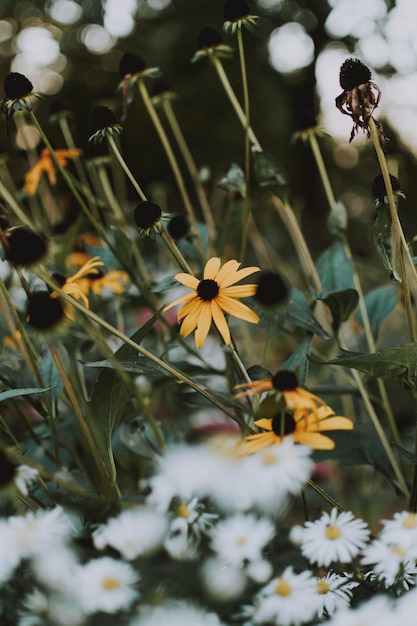 Rudbeckia Hirta and Daisies in a Vibrant Field – Free Stock Photo for Download