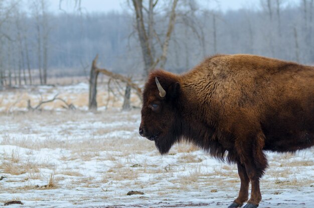 Bison on a Snowy Field in Winter – Free Stock Photo for Download