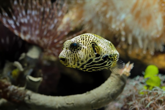 Closeup of a Cute Puffer Fish Face – Free Download