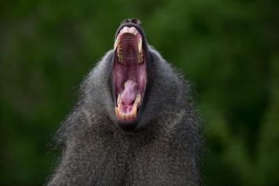 Closeup Shot of a Yawning Baboon Monkey – Free Download