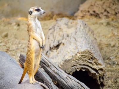 Meerkat Standing on Rock – Free Download, Download Free Stock Photo