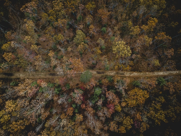 Aerial View of a Forest Road Surrounded by Vibrant Yellow and Green Trees – Free Download