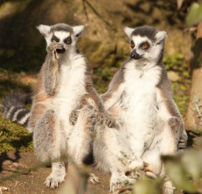 Portrait of Lemurs on Field – Free Stock Photo for Download