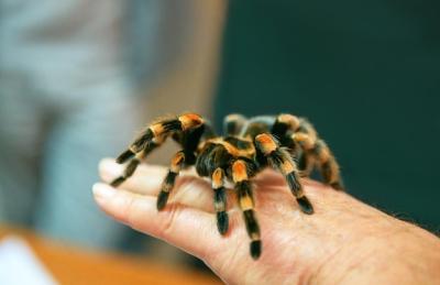 Orangekneed Tarantula Spider on a Man’s Hand – Free Stock Photo, Download for Free