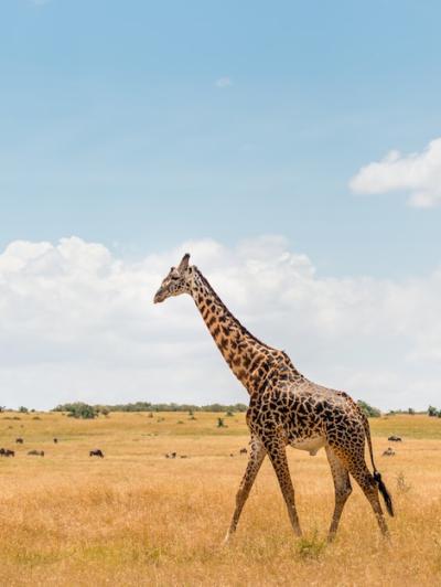 Giraffe in African Savannah – Masai Mara, Kenya | Free Download