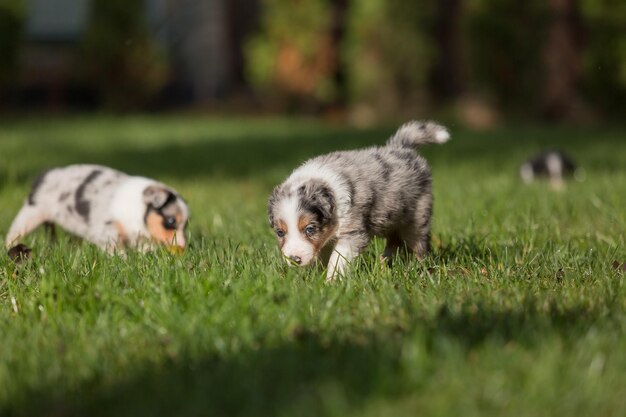 Three Dogs Playing in the Grass – Free Stock Photo for Download