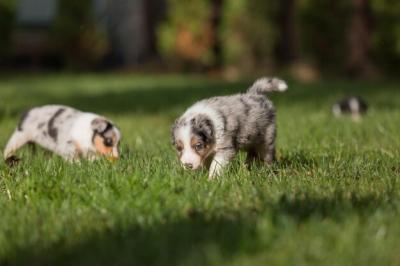 Three Dogs Playing in the Grass – Free Stock Photo for Download