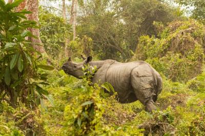 Endangered Indian Rhinoceros in Kaziranga National Park – Free Stock Photo for Download