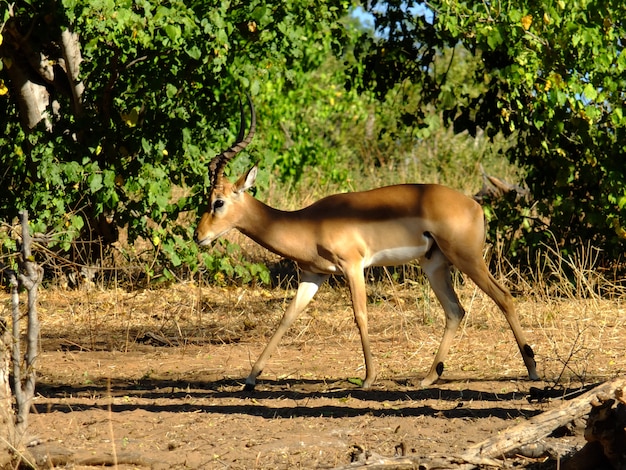 Antelope on Safari in Chobe National Park, Botswana – Free Stock Photo, Download Free