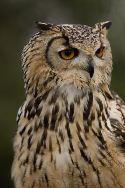 Close-Up Portrait of an Owl – Free Stock Photo for Download