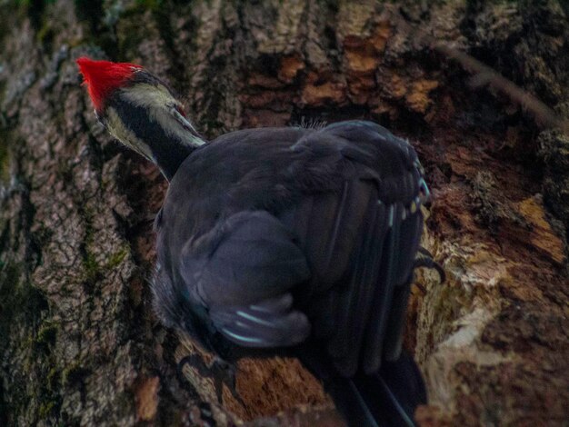 Bird Perched on Tree – Free Download, Free Stock Photo