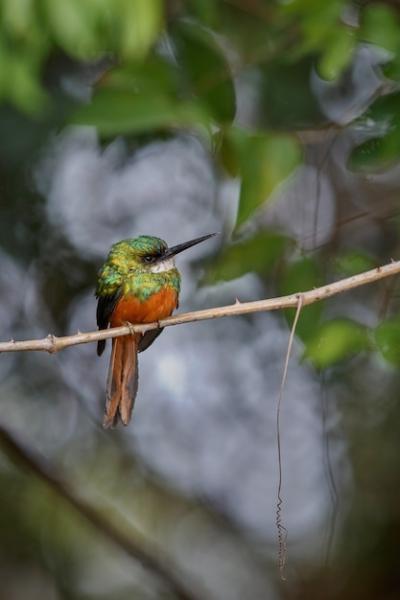 Rufoustailed Jacamar on a Tree in Its Natural Habitat – Free Download