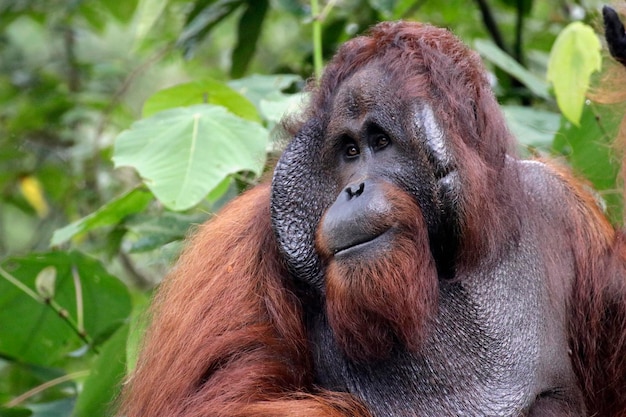 Close-up of Monkey in Forest – Free Stock Photo for Download