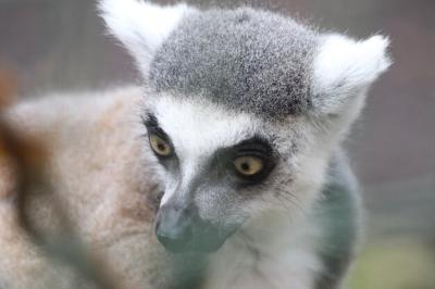 Close-Up Lemur Outdoors – Free Stock Photo for Download