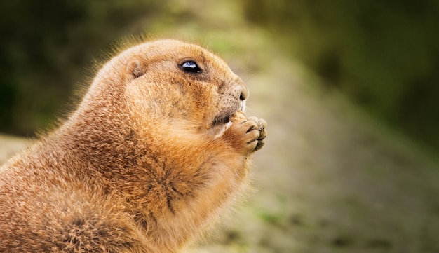 Closeup Shot of a Groundhog Eating a Nut – Free Stock Photo, Download for Free