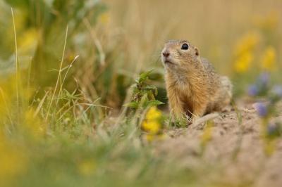 Common Ground Squirrel on Blooming Meadow – Free Stock Photo, Download Free