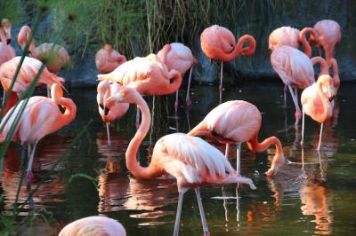 Group of Birds in a Lake – Free Stock Photo for Download