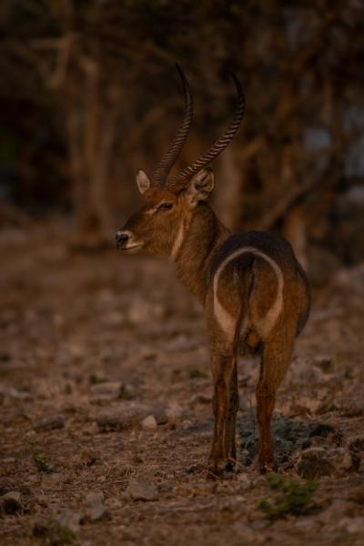 Close-up of Deer Standing on Field – Free Download