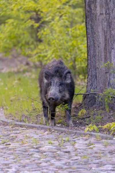 Wild Boar Venison in the Forest: Free Download Free Stock Photo