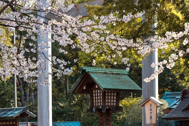 Beautiful Peach Tree Blossom in Tokyo During Daylight – Free Stock Photo, Download Free