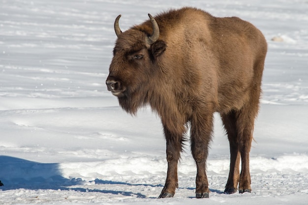 European Bison in a Snowy Landscape – Free Download