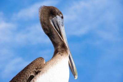 Low Angle View of Bird – Free Download, Free Stock Photo