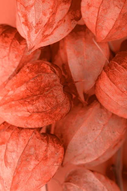 Abstract Coral Background – Free Stock Photo for Download